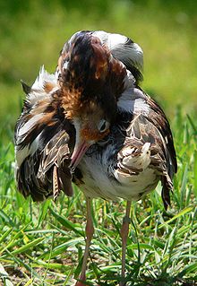 Preening male ruff Kampflaufer Gefieder putzend.jpg