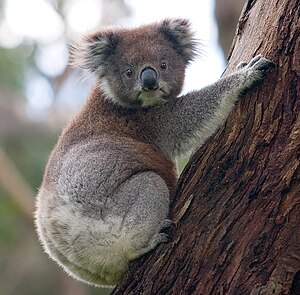 Koala Bear Climbing A Tree In Australia.