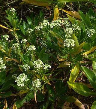 <i>Lepidium oleraceum</i> Species of flowering plant