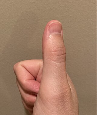 <span class="mw-page-title-main">Thumb</span> First digit of the hand