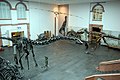 Deutsch: Lichthof mit Dinosaurier-Skeletten im EG English: Areaway with dinosaur skeletons in the ground floor