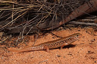 Desert egernia Species of lizard