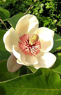 Magnoliales Basal order of flowering plants