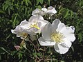 white flowers (Werribee Park, Victoria, Australia)