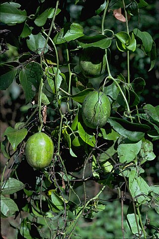 <i>Nothoalsomitra</i> Genus of flowering plants