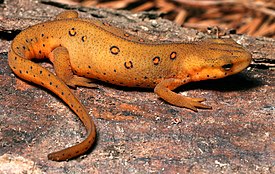 Punatäplävesilisko (Notophthalmus viridescens)