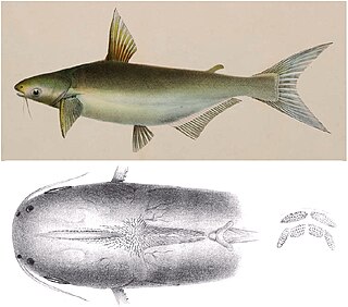 <i>Pangasius djambal</i> A species of fish