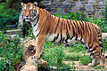 Image 48Bengal Tiger, the national animal of Bangladesh, is a subspecies of tiger primarily found in Indian subcontinent. In the Sunderbans, a 2004 census found the presence of about 280 Tigers on the India side & 500 tigers on the Bangladesh side. Photo Credit: Hollingsworth, John and Karen, retouched by Zwoenitzer