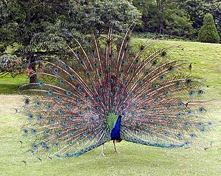 <i>Pavo</i> (bird) Genus of birds