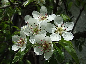 Fleurs de poirier européen (Pyrus communis)