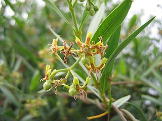 <span class="mw-page-title-main">Periplocoideae</span> Subfamily of flowering plants