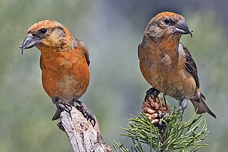 Carduelinae Subfamily of birds