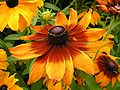 « Bull's eye », « œil de bœuf » rouge chez Rudbeckia hirta