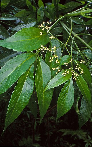 <i>Sambucus australasica</i> Species of flowering plant