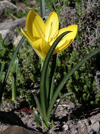 <i>Sternbergia</i> Genus of flowering plants in the family Amaryllidaceae