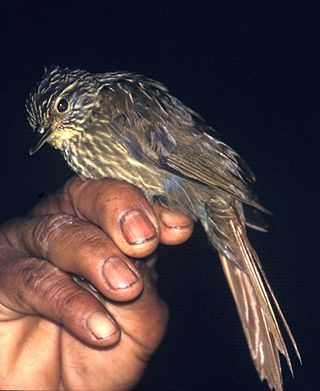 <span class="mw-page-title-main">Lineated foliage-gleaner</span> Species of bird