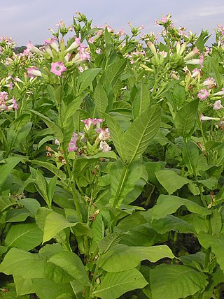 <i>Nicotiana</i> Genus of flowering plants in the nightshade family Solanaceae