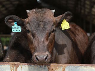 <span class="mw-page-title-main">Japanese Black</span> Japanese breed of beef cattle