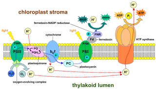 <span class="mw-page-title-main">Photophosphorylation</span> Biochemical process in photosynthesis