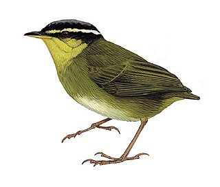 <span class="mw-page-title-main">Neumann's warbler</span> Species of bird