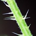 Tricomas de Urtica dioica.