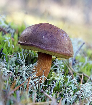 <span class="mw-page-title-main">Glossary of mycology</span>