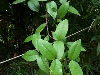 <i>Zanthoxylum nitidum</i> Species of flowering plant