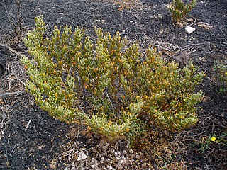 <i>Tetraena</i> Genus of flowering plants