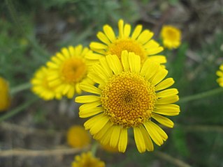 <i>Glebionis segetum</i> Species of flowering plant in the daisy family Asteraceae