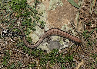 <span class="mw-page-title-main">Twin-striped skink</span> Species of lizard