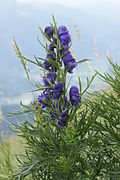 Aconitum angustifolium