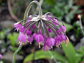 <i>Allium cernuum</i> Species of flowering plant