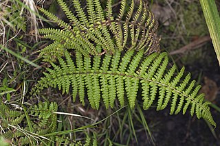 <i>Amauropelta</i> Genus of ferns