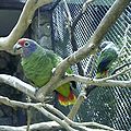 Amazona brasiliensis (cat.)