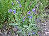 Anchusa azurea habito.jpg