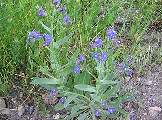 <i>Anchusa azurea</i> Species of flowering plant