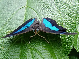 Archaeoprepona demophon in Butterfly World