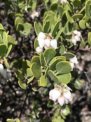 <i>Arctostaphylos montana</i> Species of plant