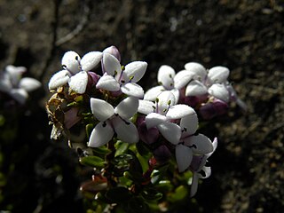 <i>Arcytophyllum</i> Genus of flowering plants