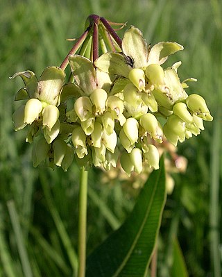 <i>Asclepias meadii</i> Species of flowering plant