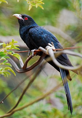 <span class="mw-page-title-main">Asian koel</span> Species of bird