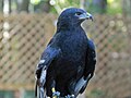 au Carolina Raptor Center