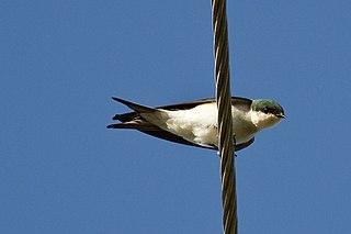 <span class="mw-page-title-main">Bahama swallow</span> Species of bird