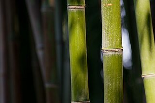 <span class="mw-page-title-main">Bambooworking</span> Culture of making bamboo-based items