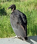 Thumbnail for File:Black Vulture near Cumberland Marsh.jpg