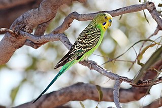 <span class="mw-page-title-main">Budgerigar</span> Small, long-tailed, seed-eating parakeet