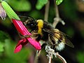 Bir işçi bombus arısı nektar topluyor.