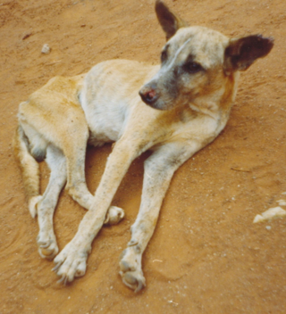 <span class="mw-page-title-main">Canine leishmaniasis</span> Disease affecting dogs