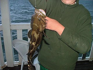 <i>Epinephelus andersoni</i> Species of fish