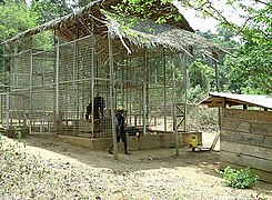 Chimpanzee rescue centre near Belabo.jpg